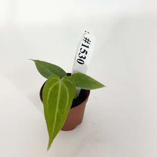 Anthurium magnificum x 'Arnold Schwarzenegger' - Seedling [#1530]