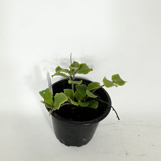 Hoya kanyakumariana [#2277]