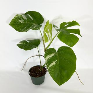 Monstera deliciosa var. borsigiana albo-variegata [#1531]