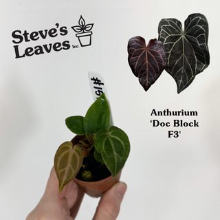 Anthurium 'Doc Block F3' - 2 Seedlings [#1517]