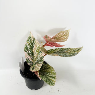 Begonia 'Snow Capped' (Variegated) [#2495]