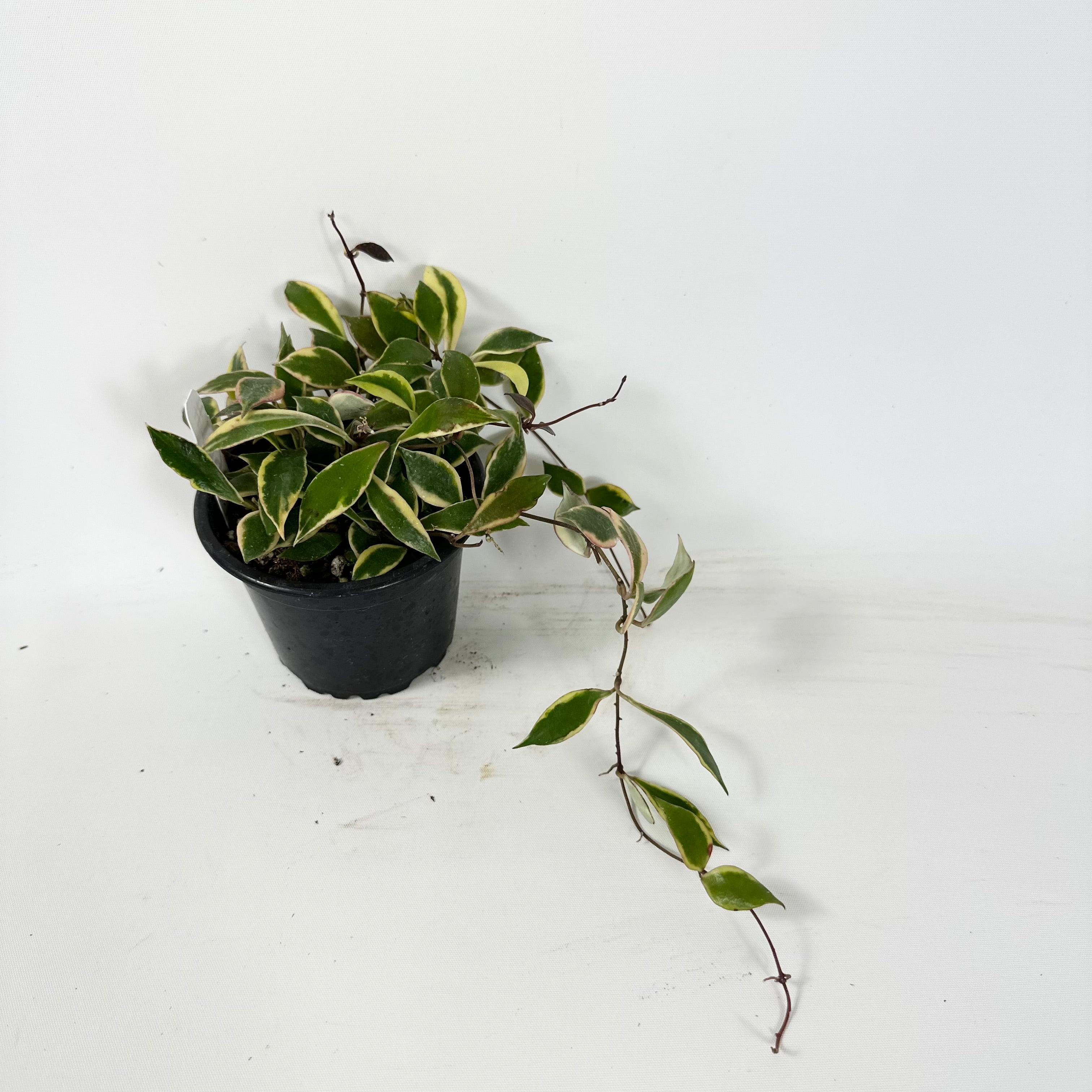 Hoya bakoensis variegated 4~5センチカップ植え 【公式通販】