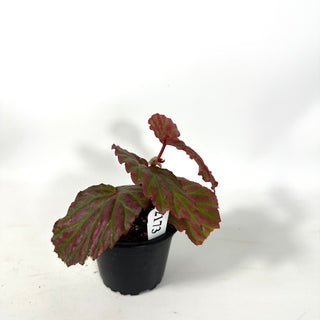 Begonia "Crazy Pink" [#2173]