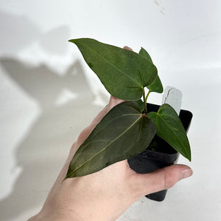 Anthurium 'Prince of Darkness' x indo portillae [#1981]