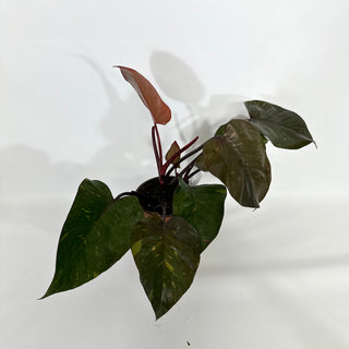 Philodendron 'Orange Princess' (Non-TC)  [#1159]