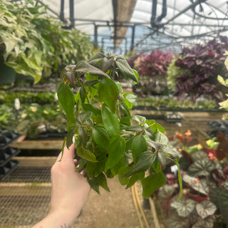 Acalypha 'Inferno'