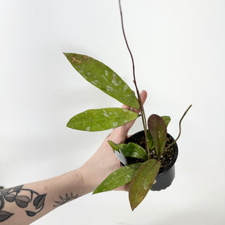 Hoya kaikoeana [#1696]