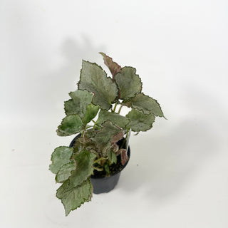 Begonia 'Madhatter' [#2057]