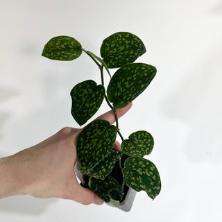 Z-4862 - Scindapsus pictus "Green Form" (Hassk)