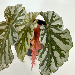 Begonia 'Silver Beauty' [#2176]