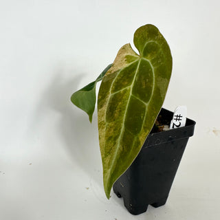 Anthurium 'Arnold Schwarzenegger' x self [#2087]
