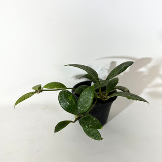 Hoya rundumensis (splash) [#2139]