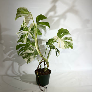 Monstera deliciosa var. borsigiana albo-variegata [#1968]