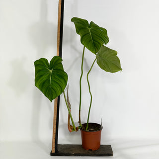 Z-4429 - Philodendron 'Dean McDowell'