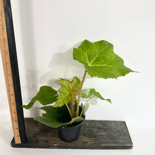 Begonia 'Ricinifolia' [#2019]