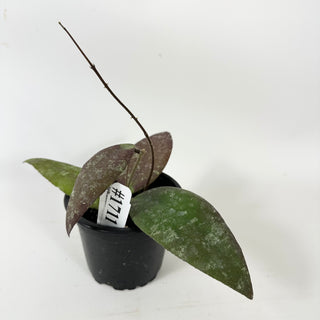 Hoya towutiensis [#1711]