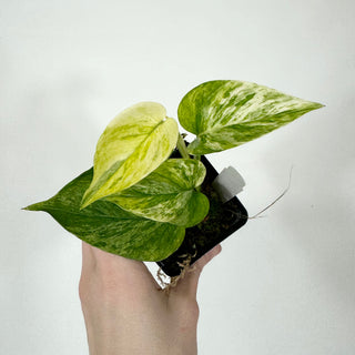 Z-4183 - Epipremnum aureum 'Alta Voltagem'