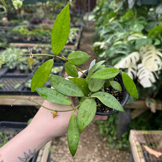 Hoya nabawanensis