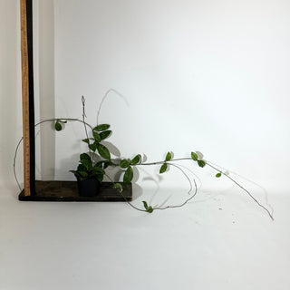 Hoya crassipetiolata (Splash) [#2143]