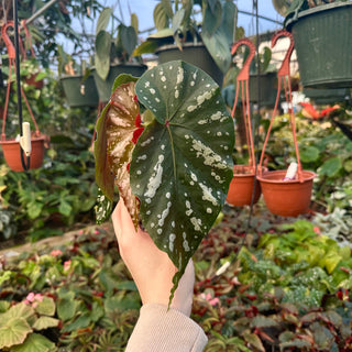 Begonia 'Moonlight Bay'