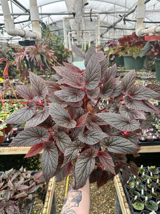 Begonia U062