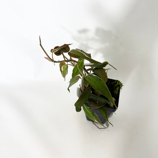 Z-4778 - Philodendron hederaceum ‘Micans Halo’