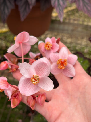 Begonia 'Steve's Leaves Wow'