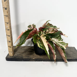 Begonia 'Ginny Galaxy' [#2062]