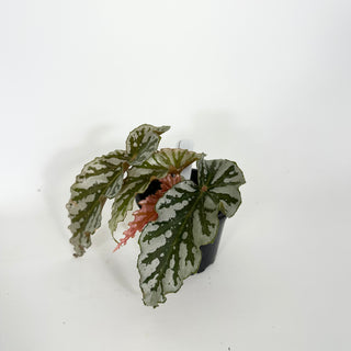 Begonia 'Silver Beauty' [#2176]