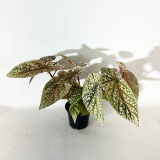 Begonia 'Snow Capped' (Variegated) [#2055]