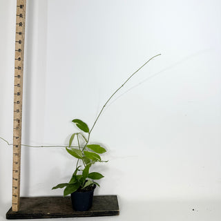 Hoya pimenteliana (outer variegated) [#2374]