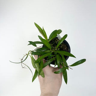 Hoya sp. Pola