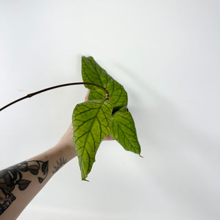 Hoya meredithii [#1722]