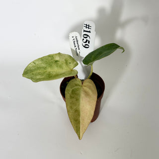 Anthurium 'Arnold Schwarzenegger' x 'Chuck Norris' - Seedling [#1659]