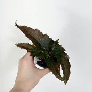 Begonia 'Peppermint Princess' [#2310]