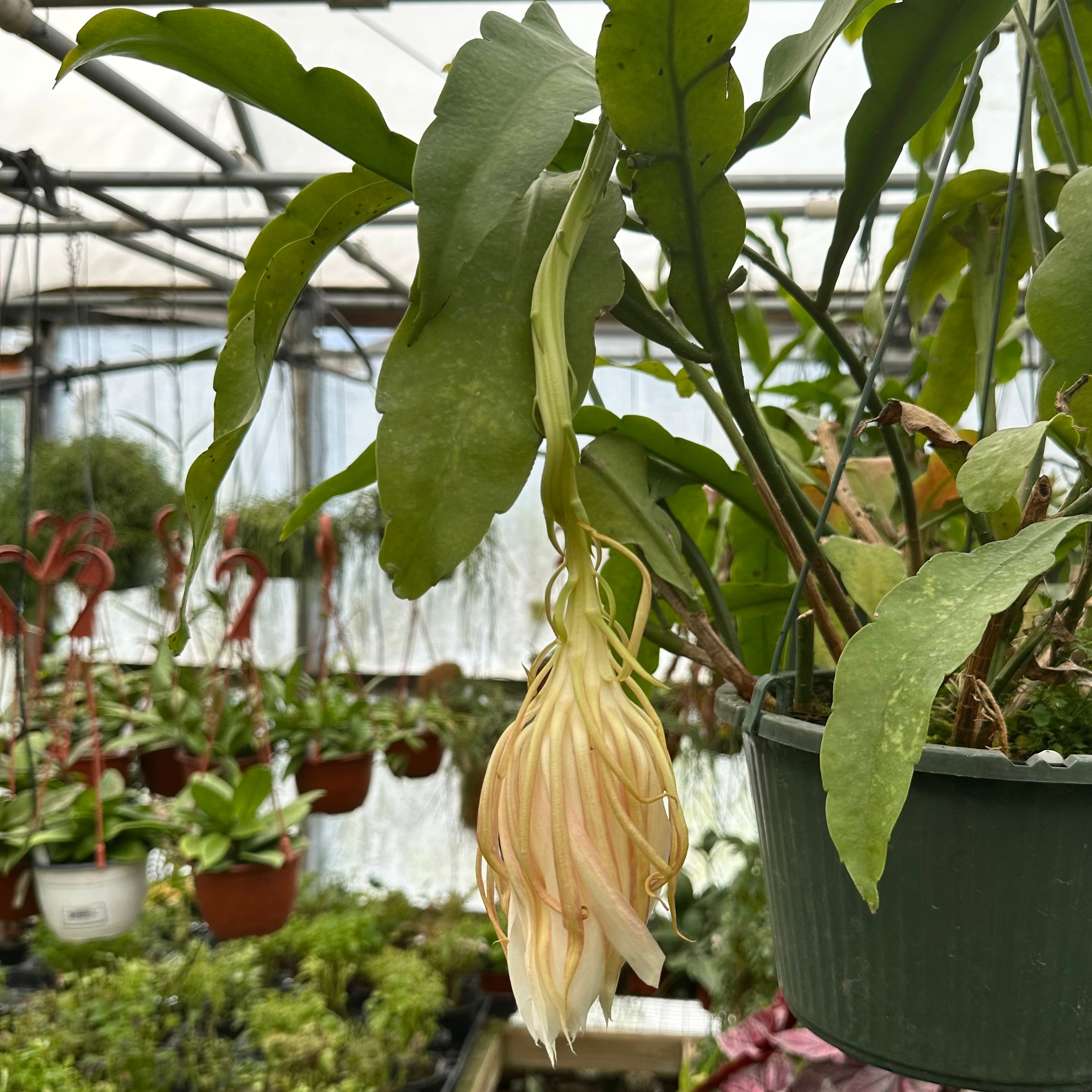 cereus succulent Epiphyllum oxypetalum (Night Blooming Cereus)