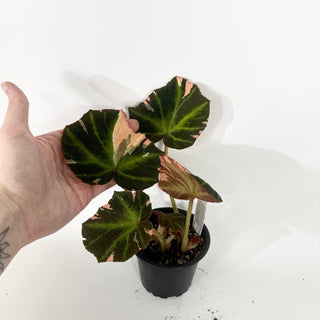 Begonia soli-mutata (variegated) [#2266]