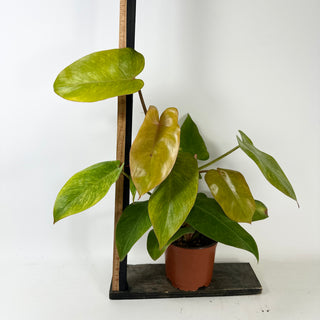 Philodendron 'Jose Buono' (Texas Form) x erubescens 'Red Emerald' [#2434]