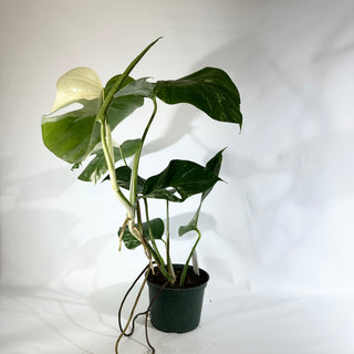 Monstera deliciosa var. borsigiana albo-variegata [#1850]
