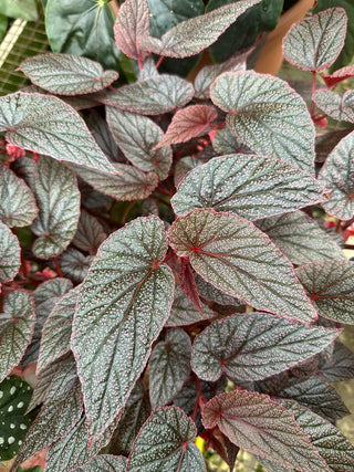 Begonia U062