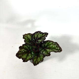 Begonia 'Fairytale' [#2172]