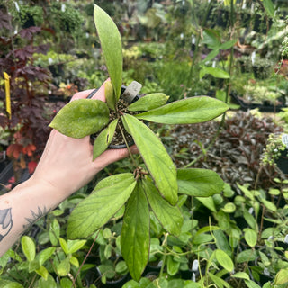 Hoya 'Udroiu'