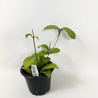 Hoya elmeri (splash) [#1673]