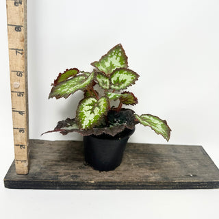 Begonia 'Randy MK2' [#2006]