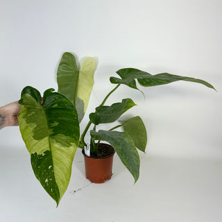 Philodendron 'Jose Buono' [#2094]
