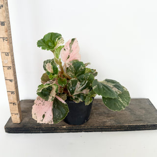Begonia cucullata (variegated) "Pink Mint" [#2047]