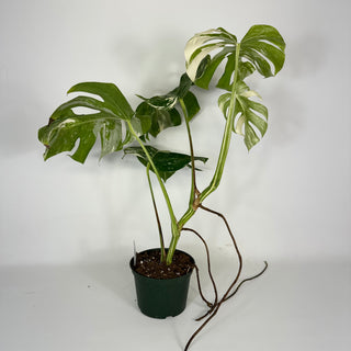 Monstera deliciosa var. borsigiana albo-variegata [#2089]