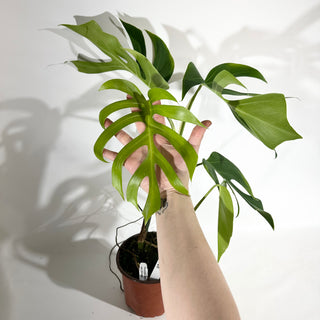 Monstera deliciosa var. sierrana [#1926]