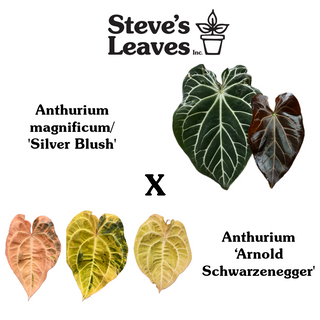 Anthurium magnificum/‘Silver Blush' x 'Arnold Schwarzenegger' - Seed pack