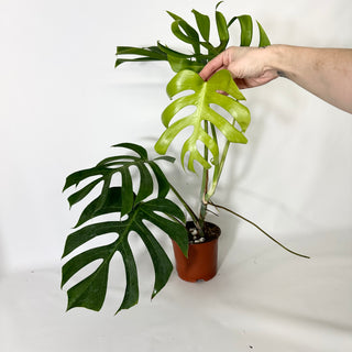 Monstera deliciosa var. sierrana [#1688]